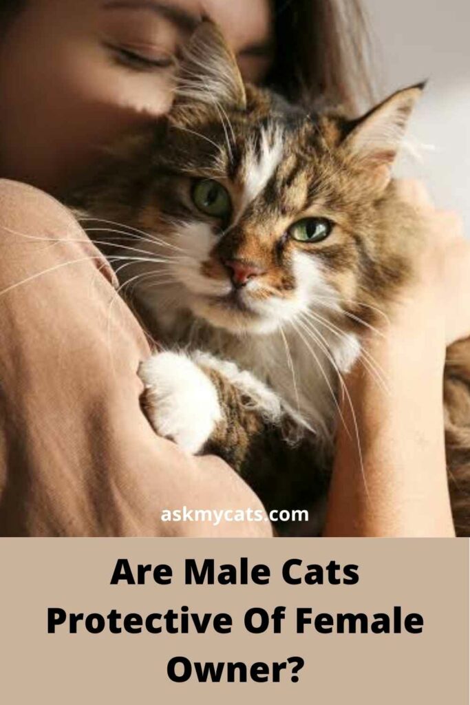 Are Male Cats Protective Of Female Owner?