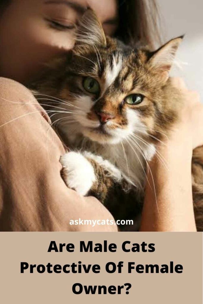 Are male or female cats best sale more affectionate