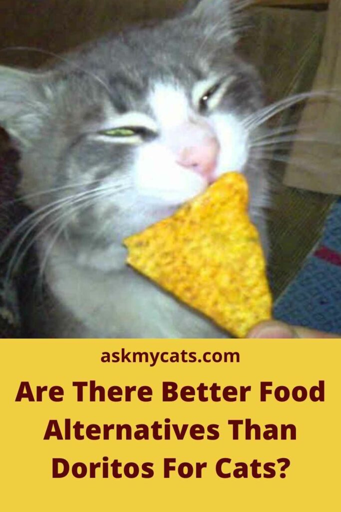 Are There Better Food Alternatives Than Doritos For Cats?