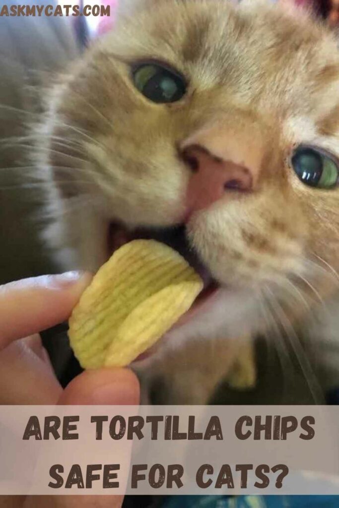 Are Tortilla Chips Safe For Cats?