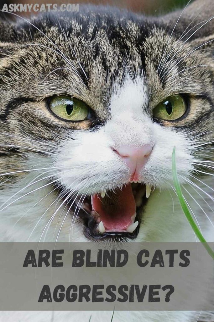 Are blind cats aggressive?