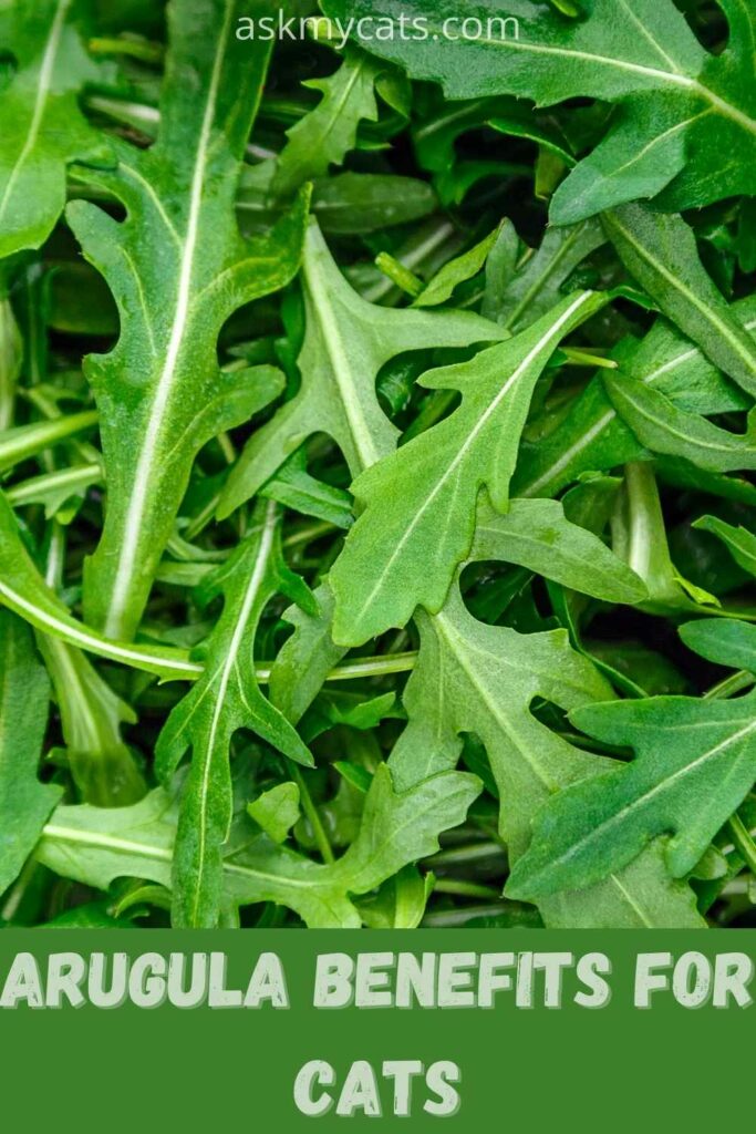 arugula benefits for cats