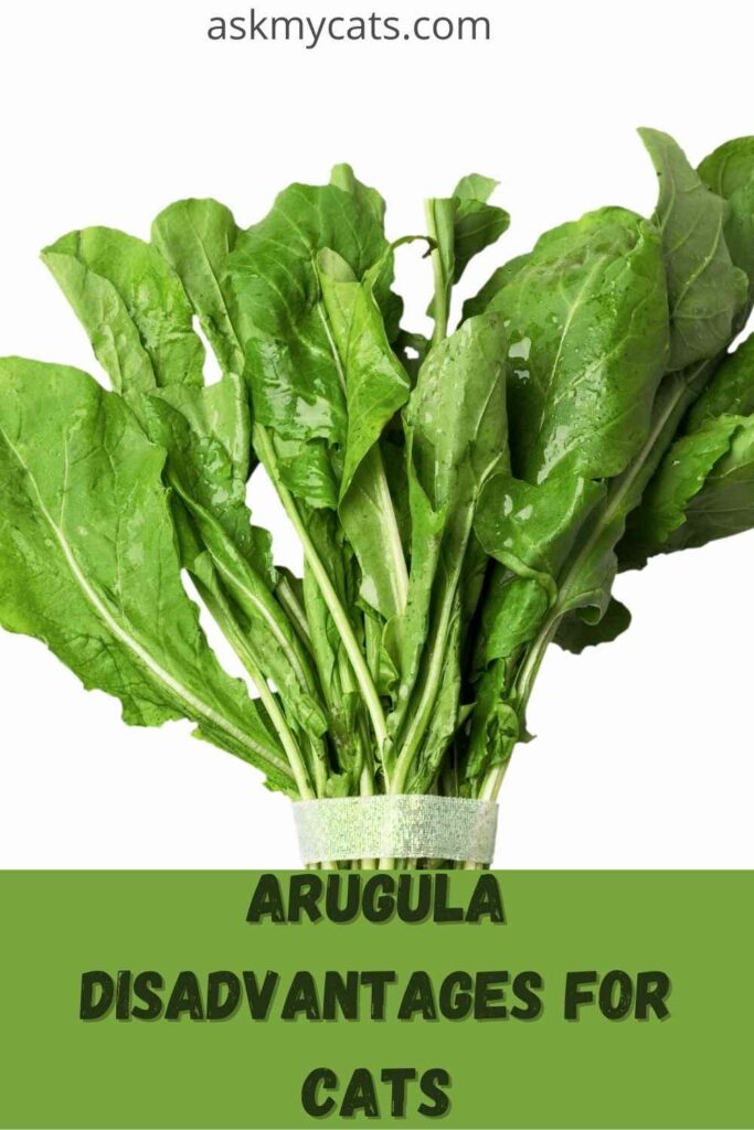 arugula disadvantages of cats