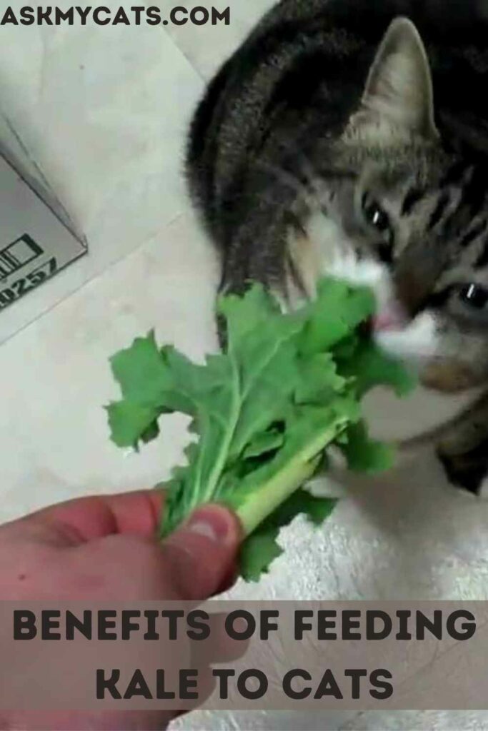 Benefits of Feeding Kale To Cats