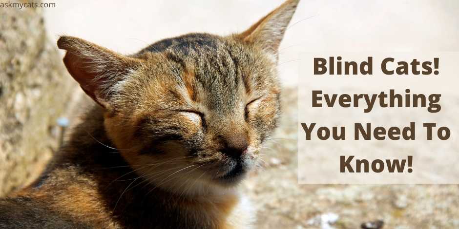 Blind Cats! Everything You Need To Know!