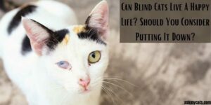 Should You Put Down A Blind Cat? Can Blind Cats Live A Happy Life?