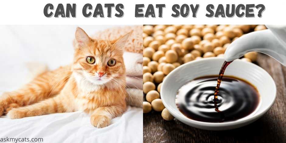 can cats eat soy sauce?