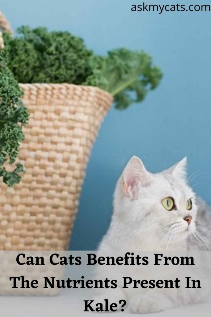 Can Cats Benefits From The Nutrients Present In Kale?