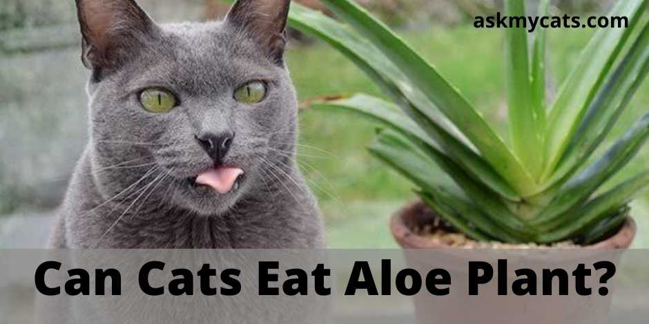 Can Cats Eat Aloe Plant?