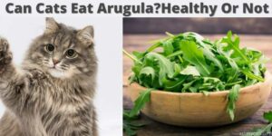 can cats eat arugula?