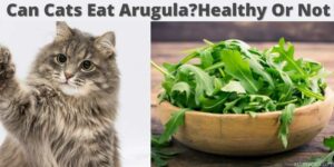 Can Cats Eat Arugula? Healthy Or Not