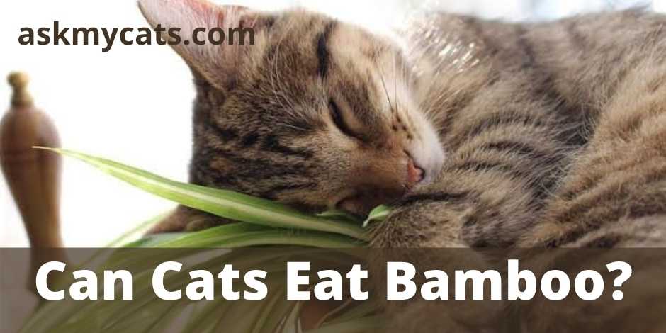 Can Cats Eat Bamboo?