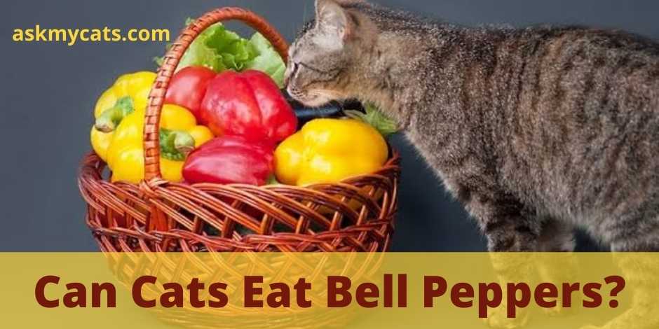 Can Cats Eat Bell Peppers? 