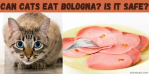 Can Cats Eat Bologna? Is It Safe?