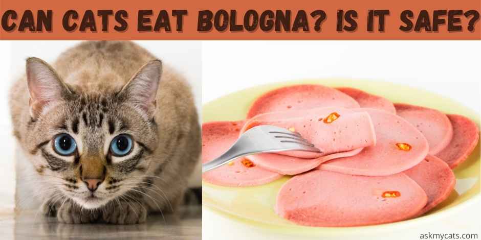 CAN CATS EAT BOLOGNA? IS IT SAFE?
