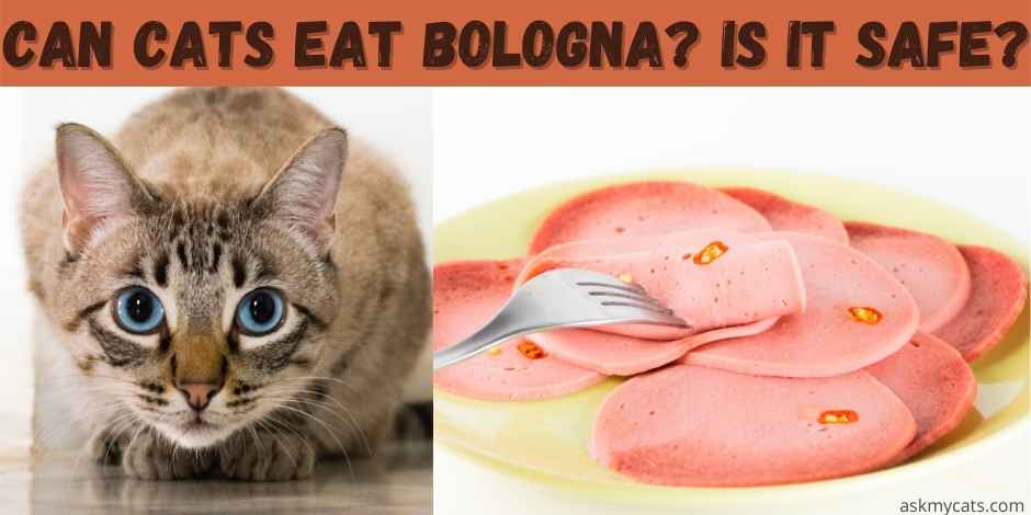 can you feed dogs bologna