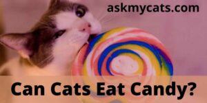 Can Cats Eat Candy/Cotton Candy? Is Candy Harmful To Cats?