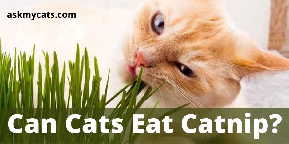 Can Cats Eat Catnip?