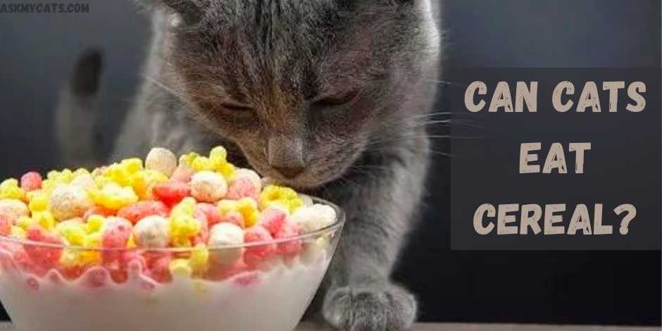 Can Cats Eat Cereal?