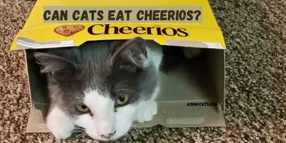 Can Cats Eat Cheerios?