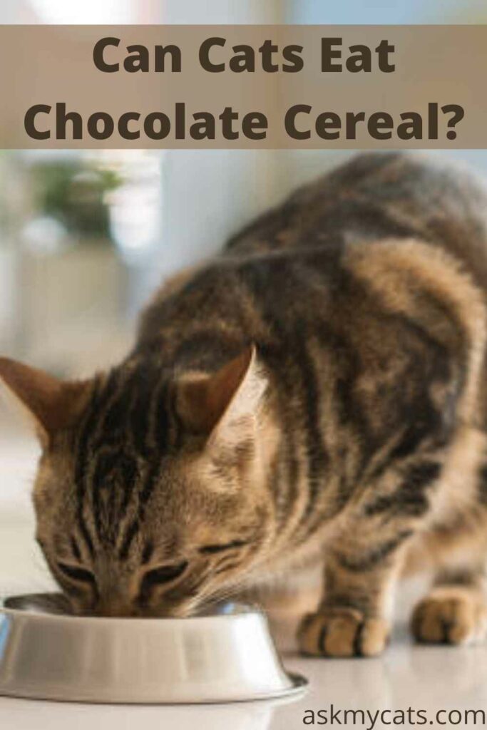 Can Cats Eat Chocolate Cereal?
