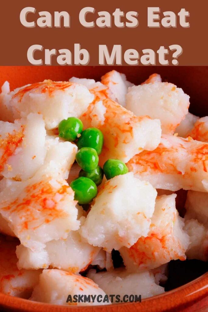 Can Cats Eat Crab? Crab Meat Raw Or Cooked?