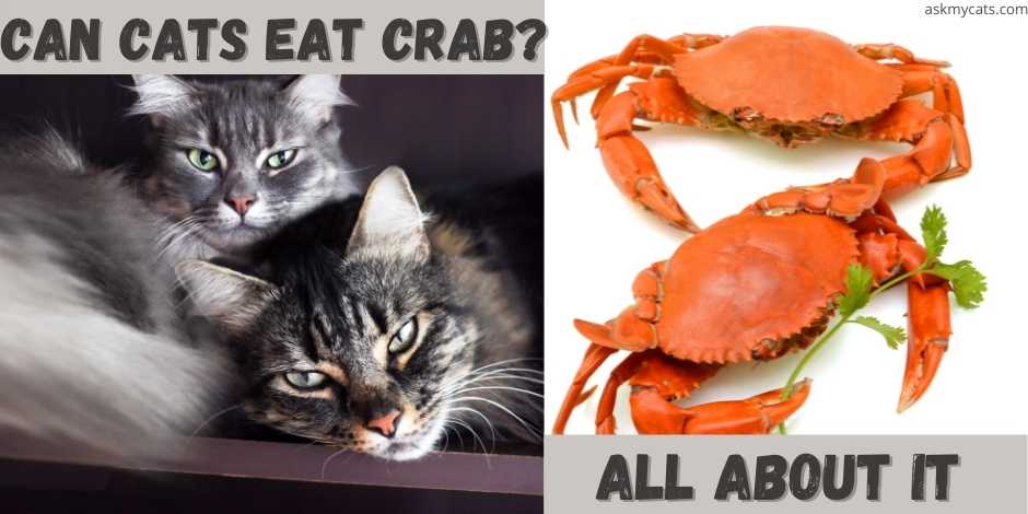 can cats eat crab? all about it.