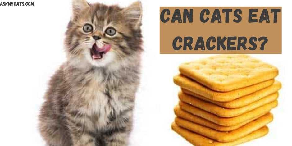 crackers for cats