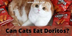 Can Cats Eat Doritos? Do Cats Like Doritos Or Hate It?