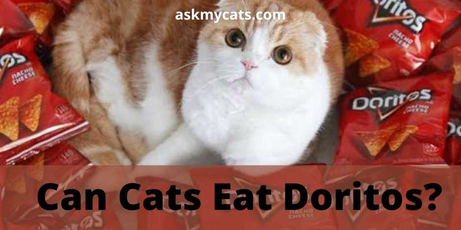 Can Cats Eat Doritos?