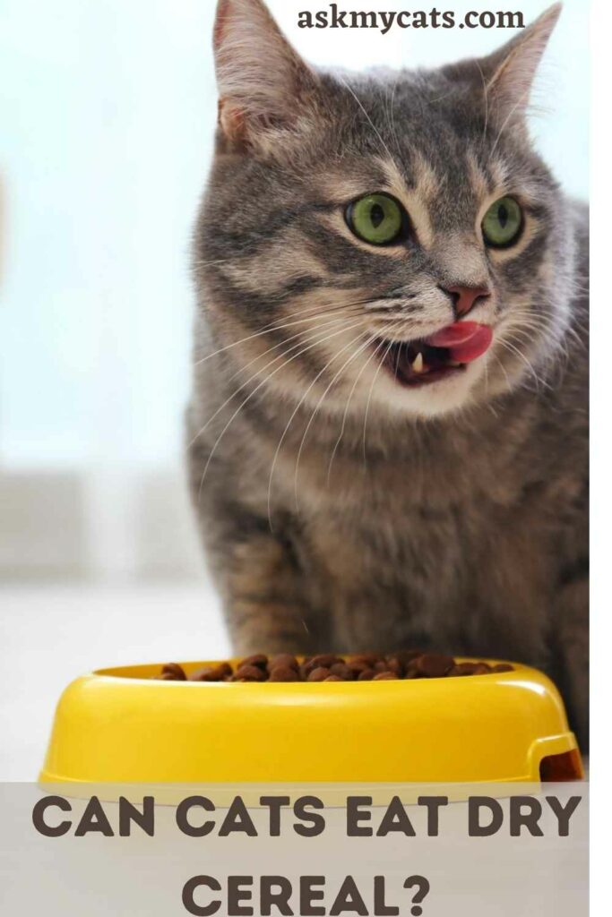 Can Cats Eat Dry Cereal?