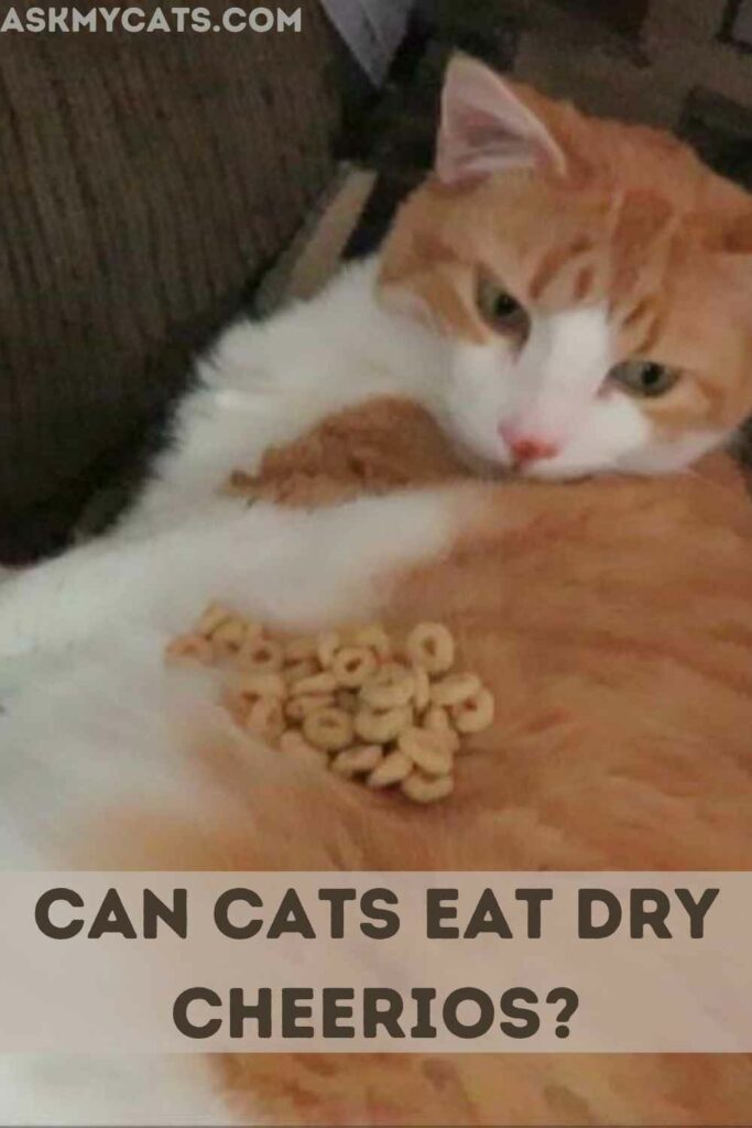 Can Cats Eat Dry Cheerios?