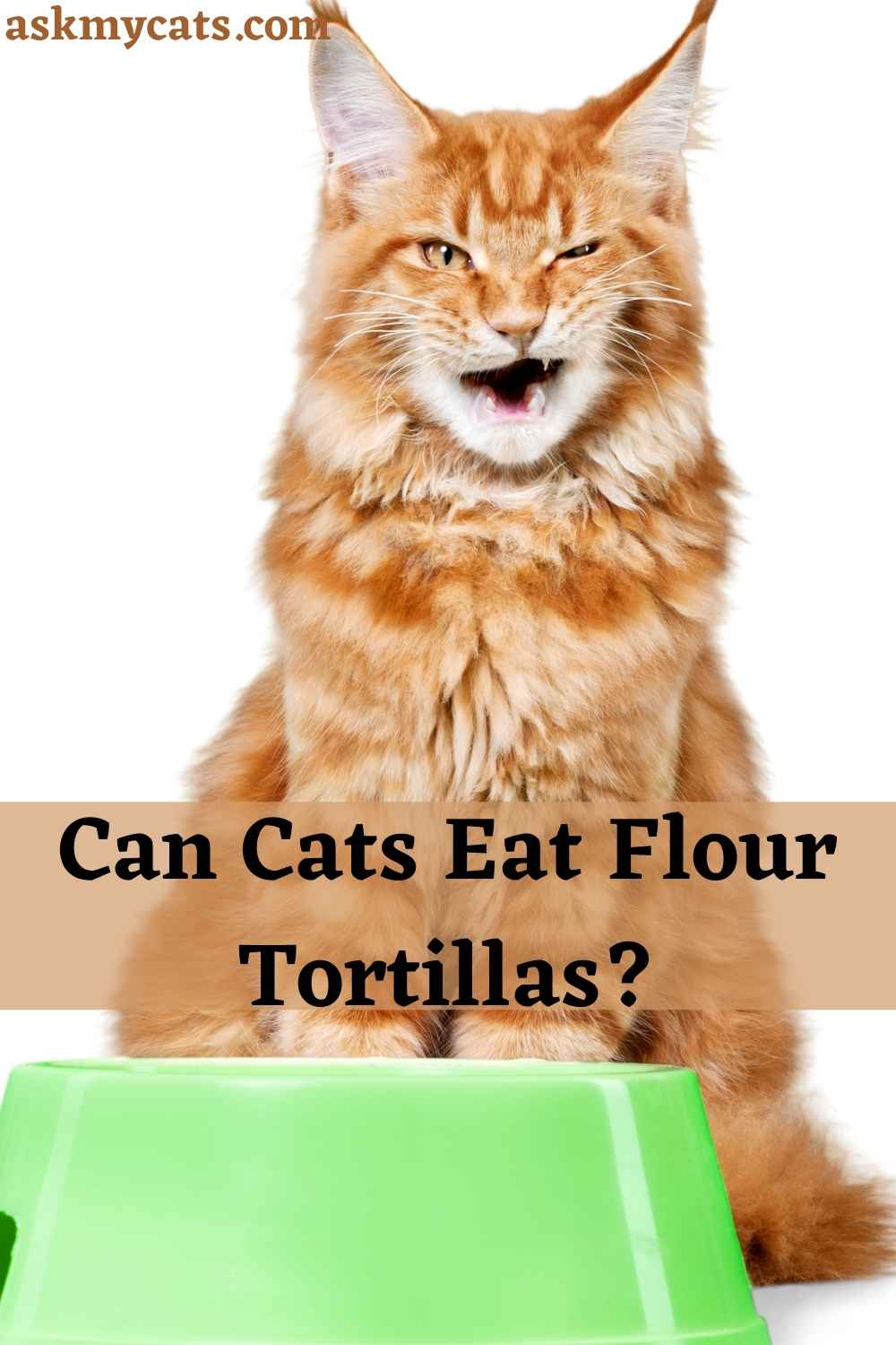 Can Cats Eat Tortillas? Is Tortilla Bad For Cats?