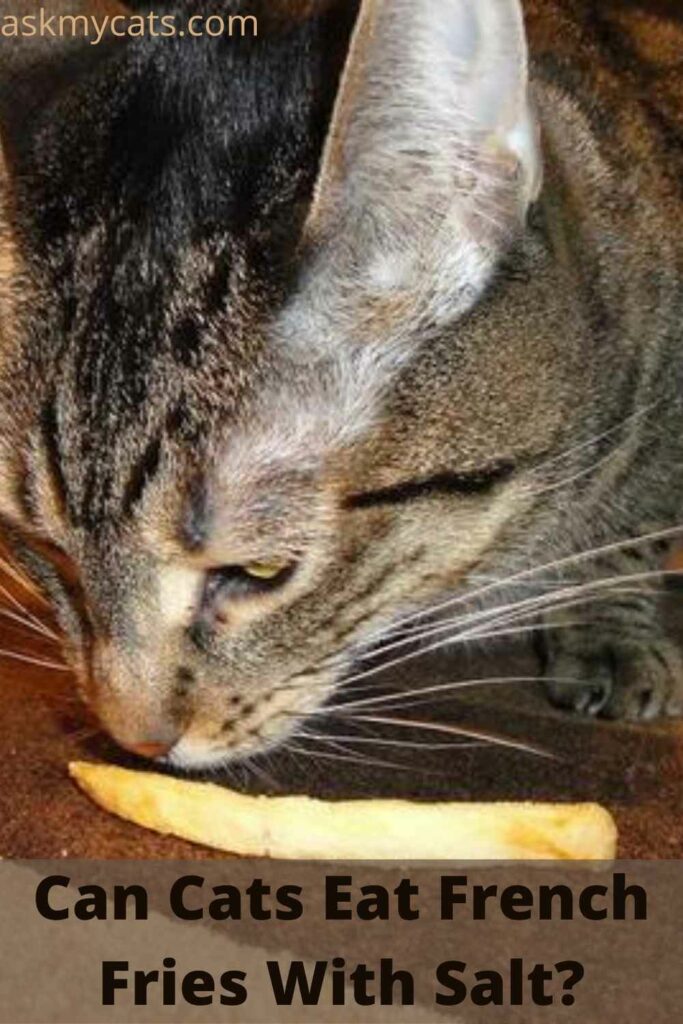 Can Cats Eat French Fries With Salt?