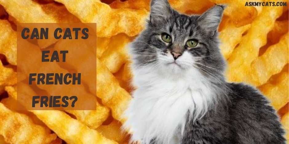 Can Cats Eat French Fries?