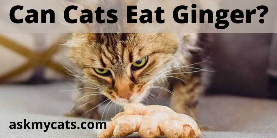 Can Cats Eat Ginger?