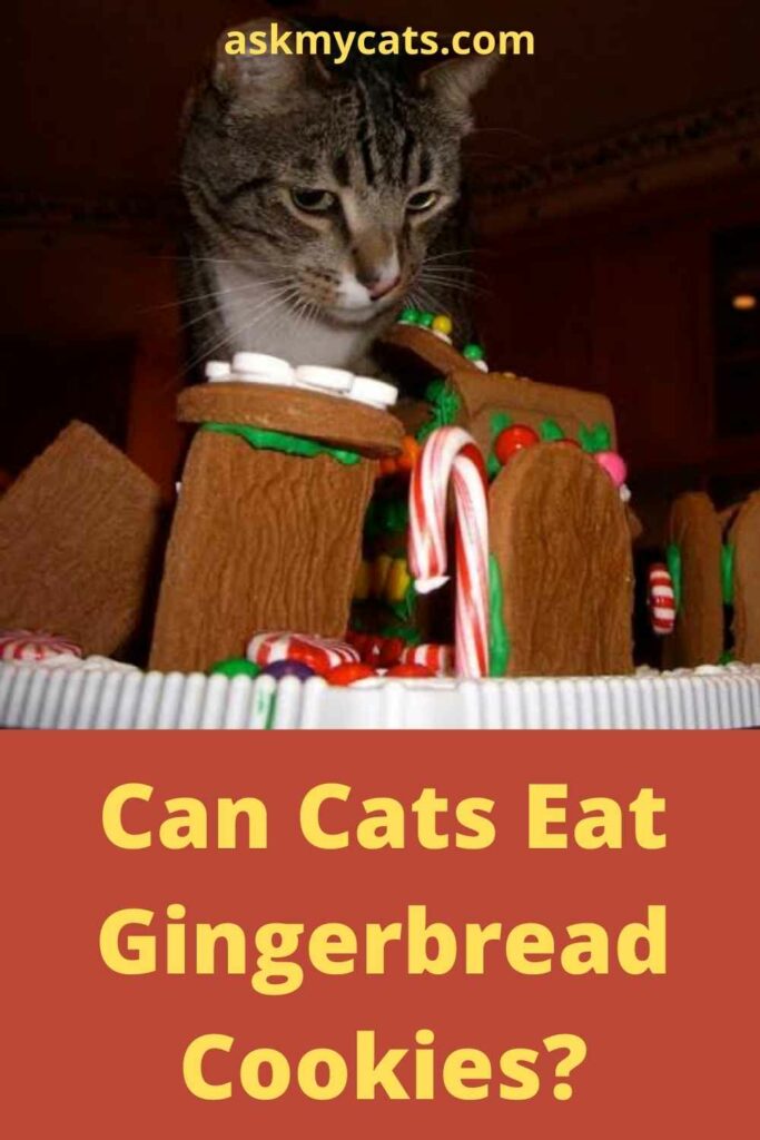 Can Cats Eat Gingerbread Cookies?