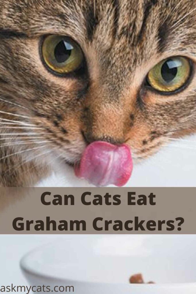 Can Cats Eat Graham Crackers?