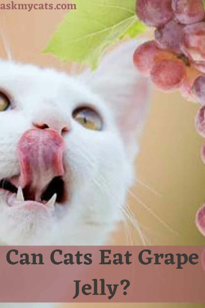 Can Cats Eat Grape Jelly?