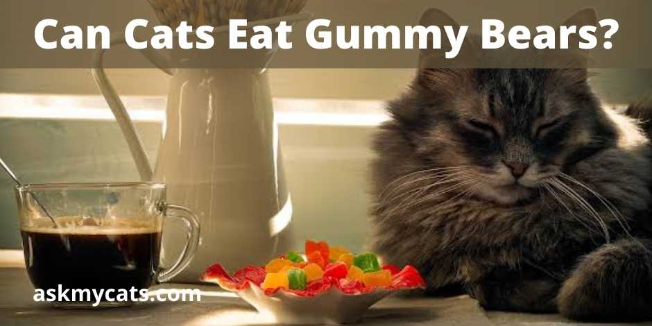 Can Cats Eat Gummy Bears?