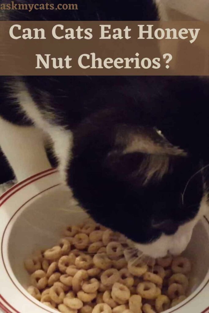 Can Cats Eat Honey Nut Cheerios?