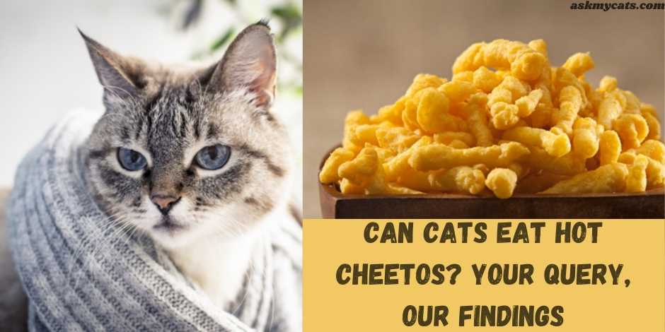can cats eat hot cheetos? your queries, our findings