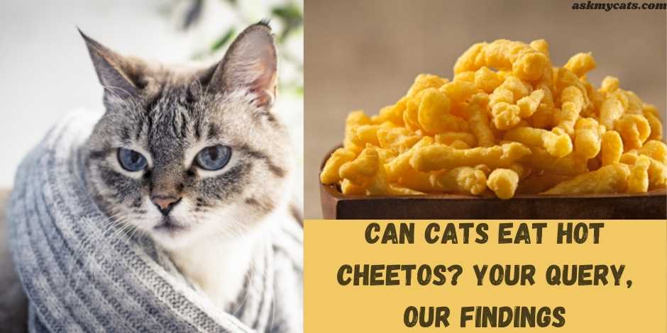 Are cheetos outlet bad for cats