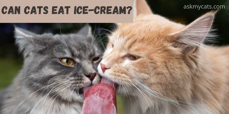 Is it safe for clearance cats to eat ice cream