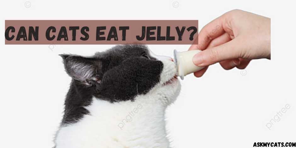 Can Cats Eat Jelly?