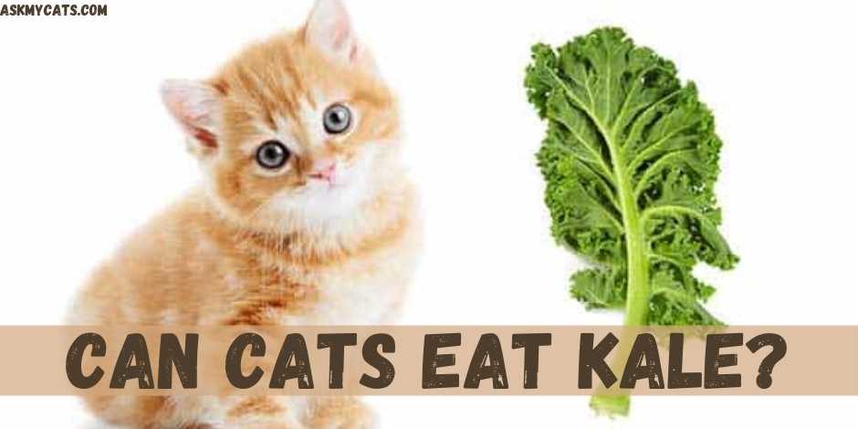 Can Cats Eat Kale?