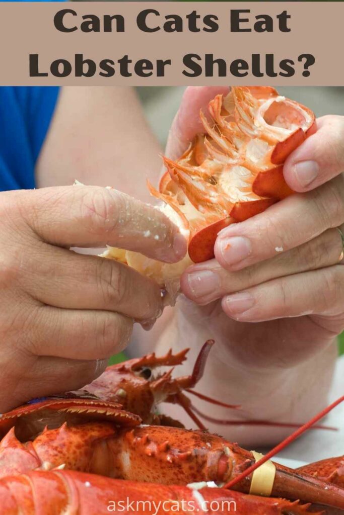 can cats eat lobster shells