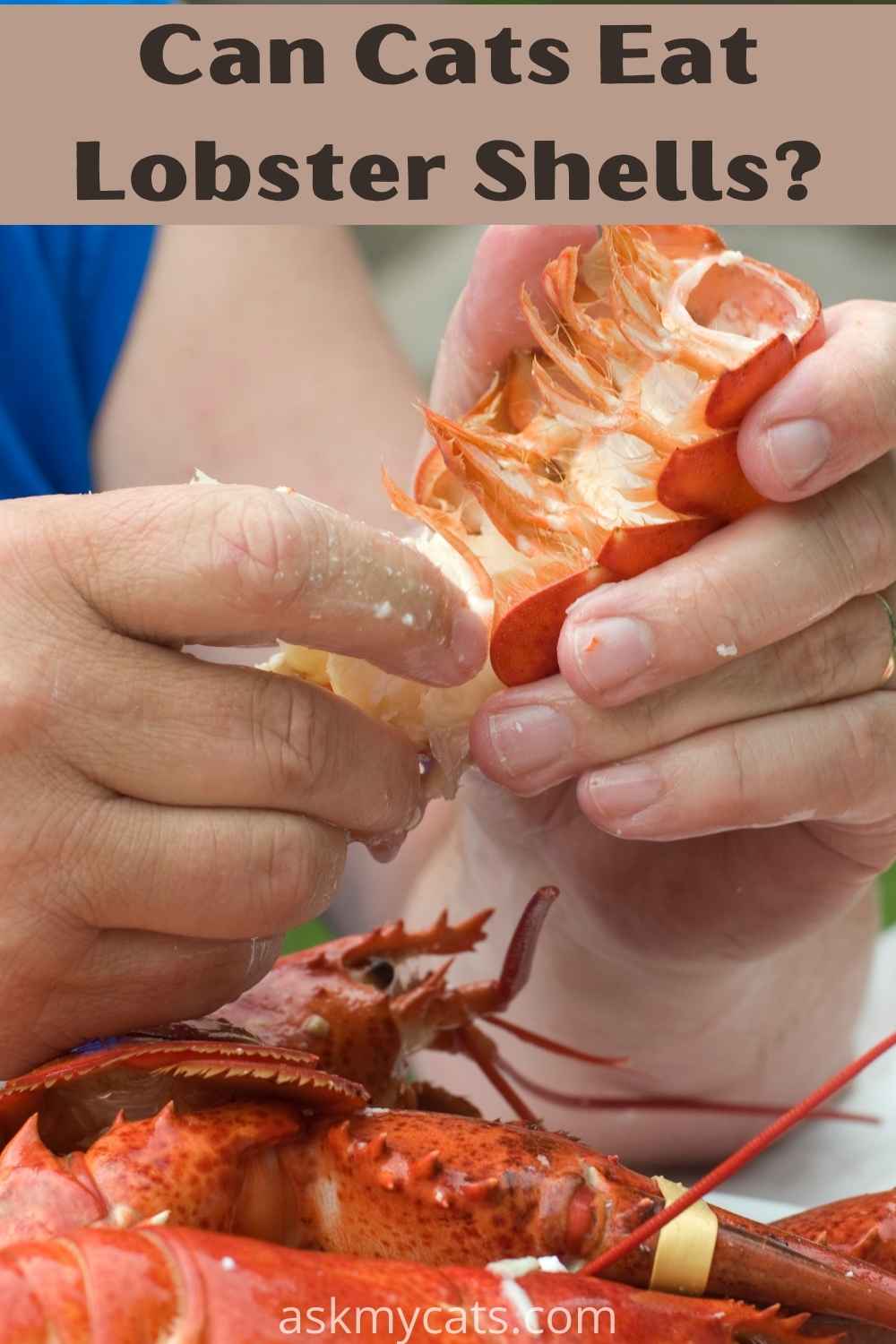 Can Cats Eat Lobsters? Is Lobster Safe For Cats?