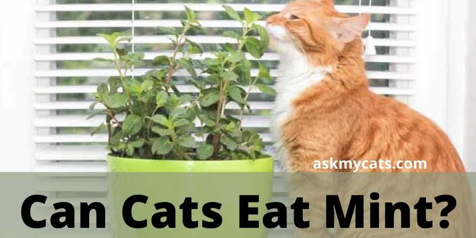 Can Cats Eat Mint?