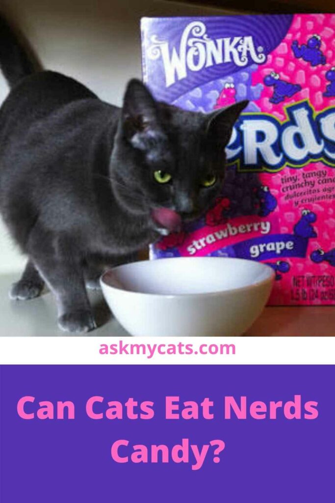 Can Cats Eat Nerds Candy?